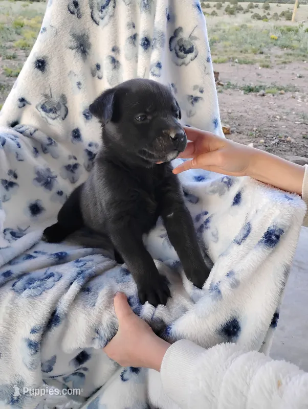 Roxy  – Siberian Husky, Labrador Retriever puppy for sale in Westcliffe, CO