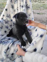 Roxy , a female Siberian Husky and Labrador Retriever for sale in Westcliffe, CO – 1 of 1
