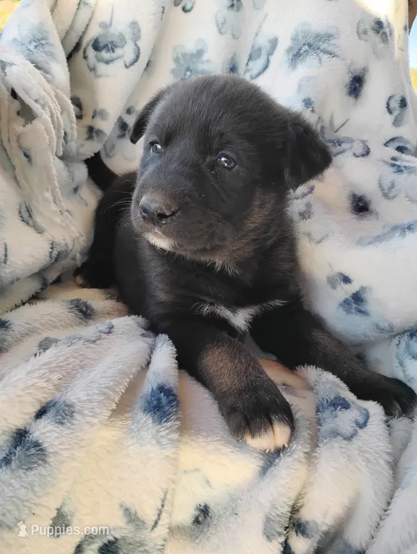 Angel  – Siberian Husky, Labrador Retriever puppy for sale in Westcliffe, CO