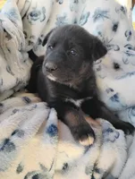 Angel , a female Siberian Husky and Labrador Retriever for sale in Westcliffe, CO – 1 of 1