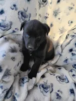 Lexi , a female Siberian Husky and Labrador Retriever for sale in Westcliffe, CO – 1 of 1