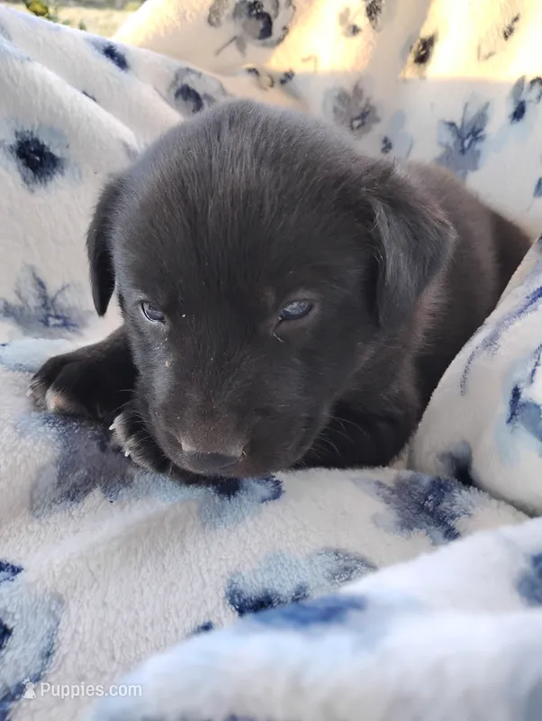 Max – Siberian Husky, Labrador Retriever puppy for sale in Westcliffe, CO