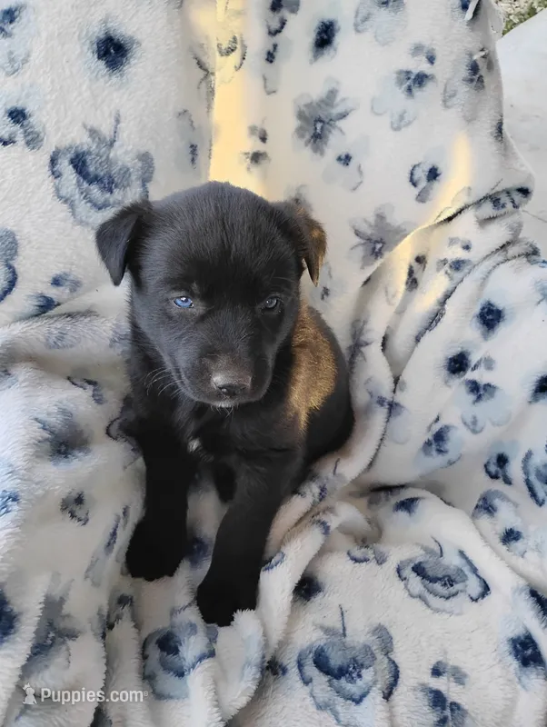 Taki  – Siberian Husky, Labrador Retriever puppy for sale in Westcliffe, CO