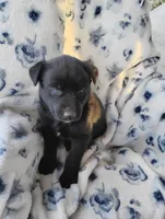 Taki , a male Siberian Husky and Labrador Retriever for sale in Westcliffe, CO – 1 of 1