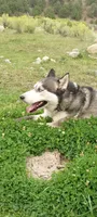 Thunder , a male Siberian Husky for sale in Westcliffe, CO – 3 of 3