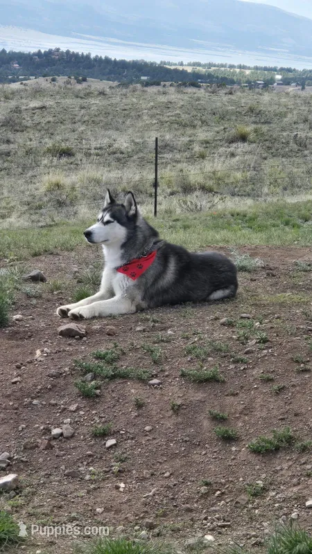 Thunder  – Siberian Husky puppy for sale in Westcliffe, CO