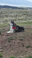 Thunder , a male Siberian Husky for sale in Westcliffe, CO – 1 of 4