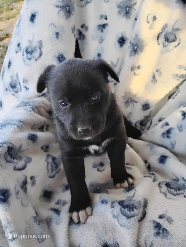Chloe  – Siberian Husky, Labrador Retriever puppy for sale in Westcliffe, CO