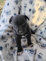 Chloe , a female Siberian Husky and Labrador Retriever for sale in Westcliffe, CO – 1 of 1