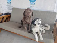 Buster, a male Siberian Husky and Labrador Retriever for sale in Westcliffe, CO – Photo 4 of 4