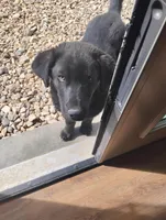Buster, a male Siberian Husky and Labrador Retriever for sale in Westcliffe, CO – Photo 3 of 4