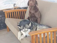 Buster, a male Siberian Husky and Labrador Retriever for sale in Westcliffe, CO – Photo 2 of 4