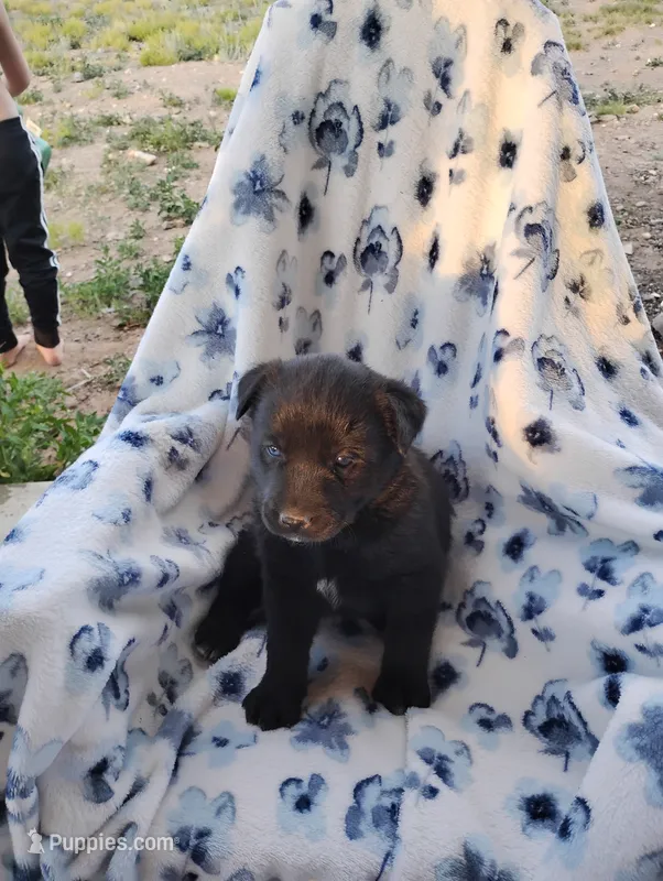Duke – Siberian Husky, Labrador Retriever puppy for sale in Westcliffe, CO