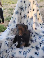 Duke, a male Siberian Husky and Labrador Retriever for sale in Westcliffe, CO – 1 of 1