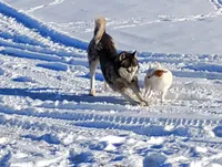 Thunder , a male Siberian Husky for sale in Westcliffe, CO – 2 of 3