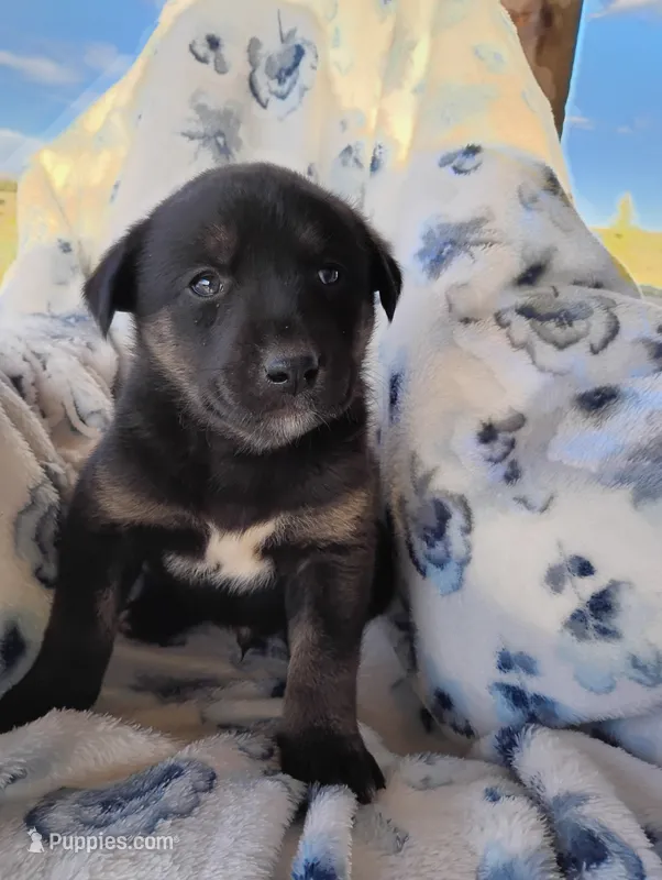 Rex – Siberian Husky, Labrador Retriever puppy for sale in Westcliffe, CO