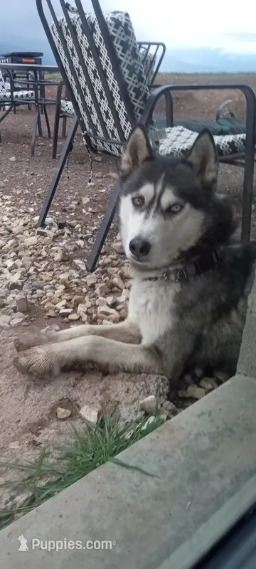 Thunder  – Siberian Husky puppy for sale in Westcliffe, CO