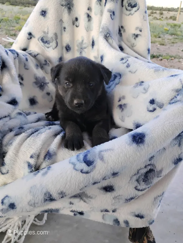 Muffin  – Siberian Husky, Labrador Retriever puppy for sale in Westcliffe, CO