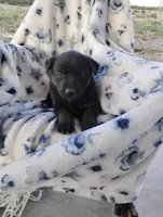Muffin , a female Siberian Husky and Labrador Retriever for sale in Westcliffe, CO – 1 of 1