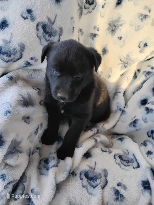 Poppy  – Siberian Husky, Labrador Retriever puppy for sale in Westcliffe, CO