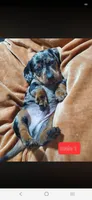 Bosa, a male Miniature Dachshund for sale in Redding, CA – 3 of 4