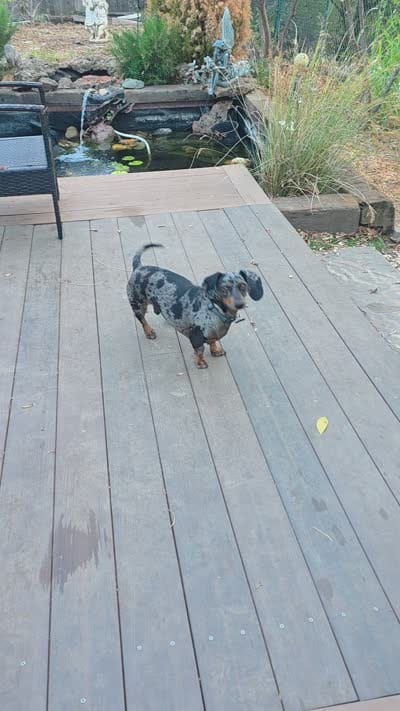 Bosa, a male Miniature Dachshund for sale in Redding, CA – 4 of 4