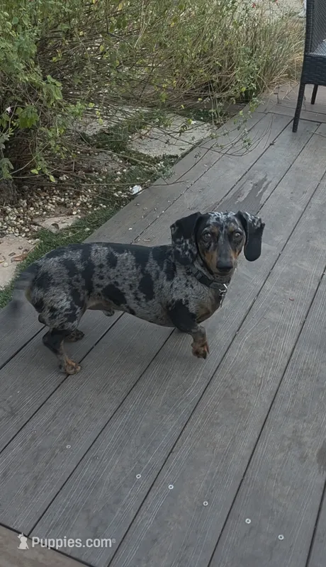 Bosa – Miniature Dachshund puppy for sale in Redding, CA