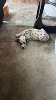 Onix, a male Dalmatian for sale in Lancaster, CA – 1 of 6