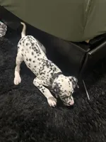 Onix, a male Dalmatian for sale in Lancaster, CA – 4 of 6