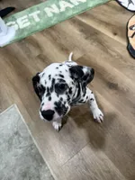 Onix, a male Dalmatian for sale in Lancaster, CA – 5 of 6