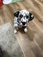 Onix, a male Dalmatian for sale in Lancaster, CA – 3 of 6