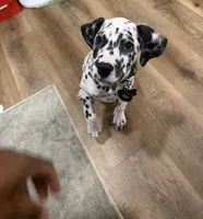 Onix, a male Dalmatian for sale in Lancaster, CA – 2 of 6