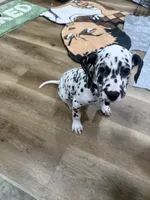 Onix, a male Dalmatian for sale in Lancaster, CA – 6 of 6