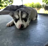 Girl 2, a female Siberian Husky for sale in Malta, IL – 2 of 3