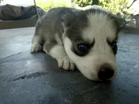 Girl 4, a female Siberian Husky for sale in Malta, IL – 1 of 4