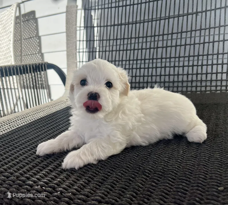 Girl 2 – Bichpoo, Poochon puppy for sale in Malta, IL