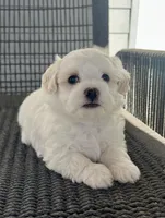 Girl 2, a female Bichpoo and Poochon for sale in Malta, IL – Photo 4 of 4