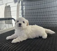 Girl 2, a female Bichpoo and Poochon for sale in Malta, IL – Photo 3 of 4
