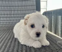 Girl 2, a female Bichpoo and Poochon for sale in Malta, IL – Photo 2 of 4