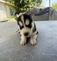 Boy 1, a male Siberian Husky for sale in Malta, IL – 3 of 3