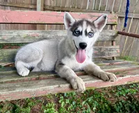 Boy 4, a male Siberian Husky for sale in Malta, IL – 4 of 4
