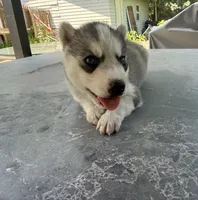Boy 4, a male Siberian Husky for sale in Malta, IL – 3 of 3