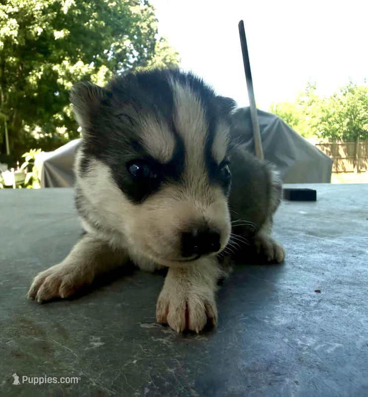 Girl 1 – Siberian Husky puppy for sale in Malta, IL