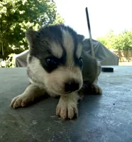 Girl 1, a female Siberian Husky for sale in Malta, IL – 1 of 2