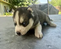 Boy 3, a male Siberian Husky for sale in Malta, IL – 2 of 3