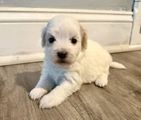Girl 1, a female Maltipoo for sale in Malta, IL – Photo 2 of 2