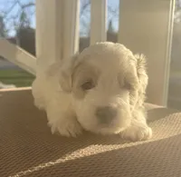 Boy 1, a male Bichpoo and Poochon for sale in Malta, IL – Photo 4 of 4