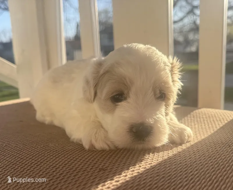 Boy 1 – Bichpoo, Poochon puppy for sale in Malta, IL