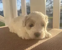 Boy 1, a male Bichpoo and Poochon for sale in Malta, IL – Photo 1 of 4