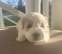 Boy 1, a male Bichpoo and Poochon for sale in Malta, IL – Photo 2 of 4